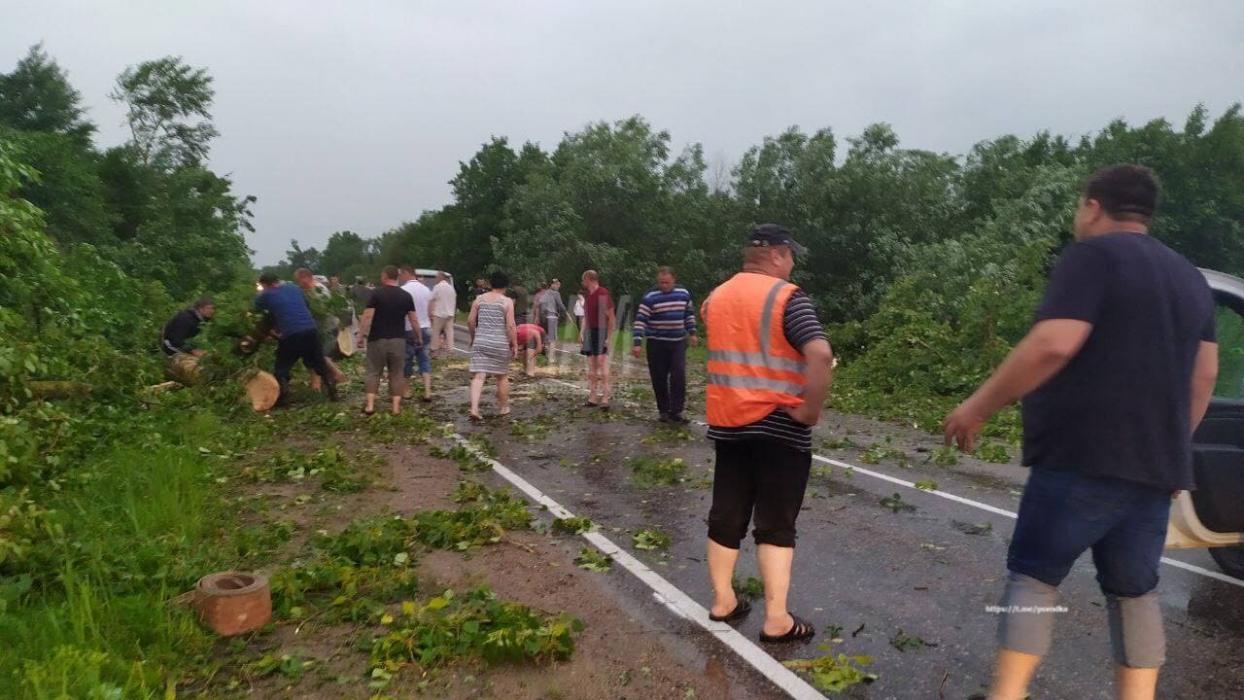Ураганный ветер поварил деревья в Великолукском районе