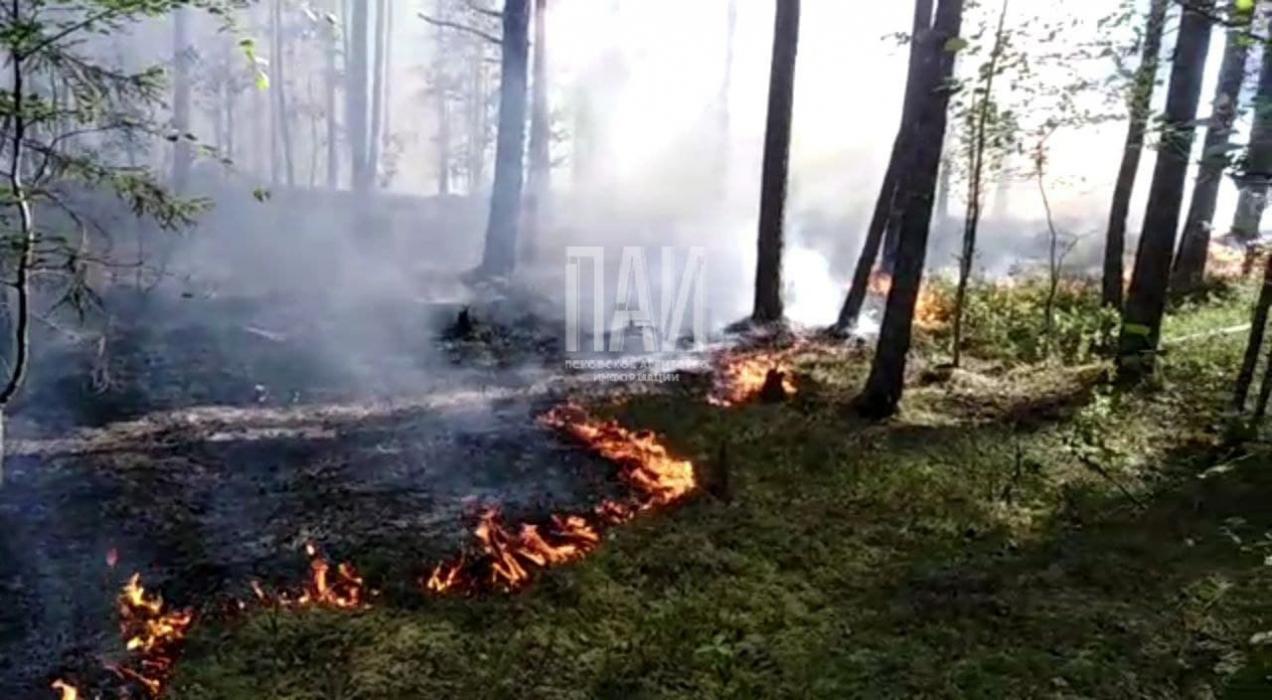 Лесной пожар тушат в Гдовском районе