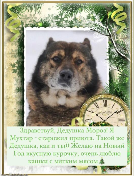 Мечты жителей приюта "Лесопилка" 