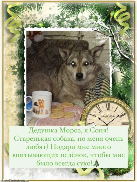 Мечты жителей приюта "Лесопилка" 
