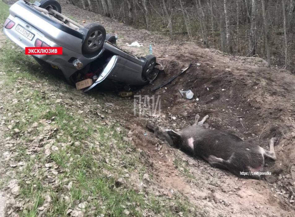 В Гдовском районе два человека пострадали при столкновении автомобиля с лосем