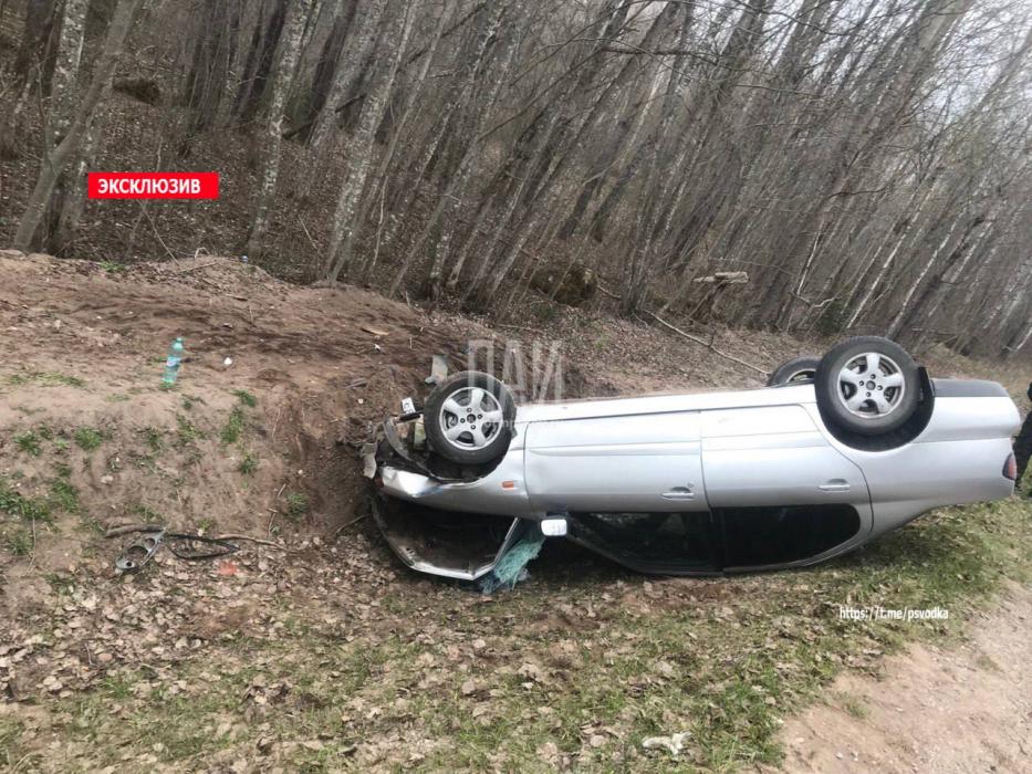 В Гдовском районе два человека пострадали при столкновении автомобиля с лосем