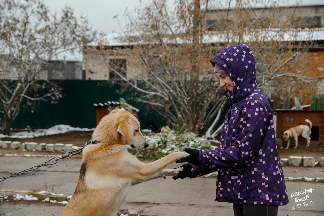 Студенты ПсковГУ провели выходной в приюте для животных