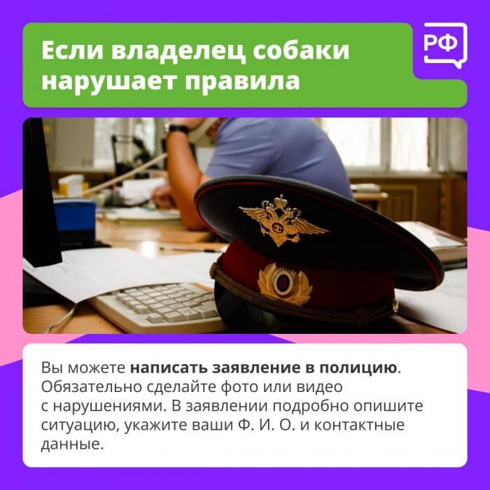 Главное правило при прогулке с собакой назвали специалисты