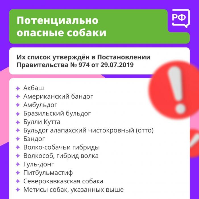 Главное правило при прогулке с собакой назвали специалисты