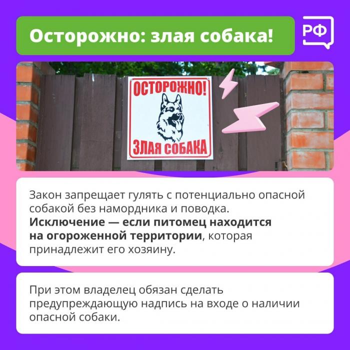 Главное правило при прогулке с собакой назвали специалисты