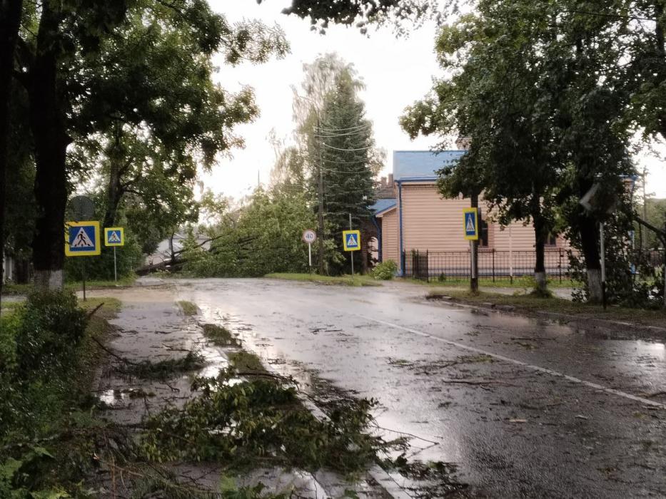 Поваленные деревья