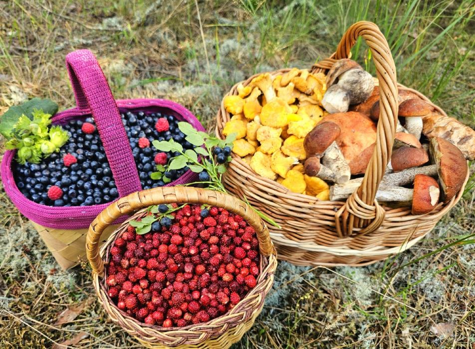 Сбор земляники и черники в Гдовском районе