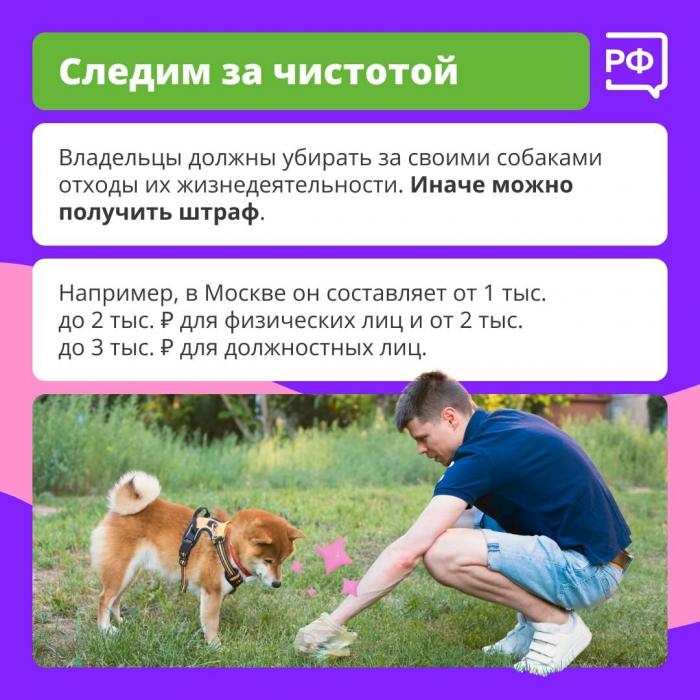 Главное правило при прогулке с собакой назвали специалисты