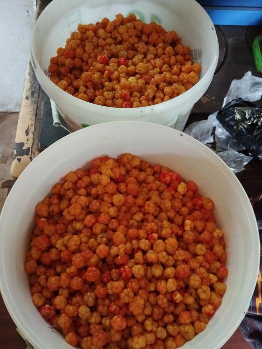 Морошку собирают в Печорском районе