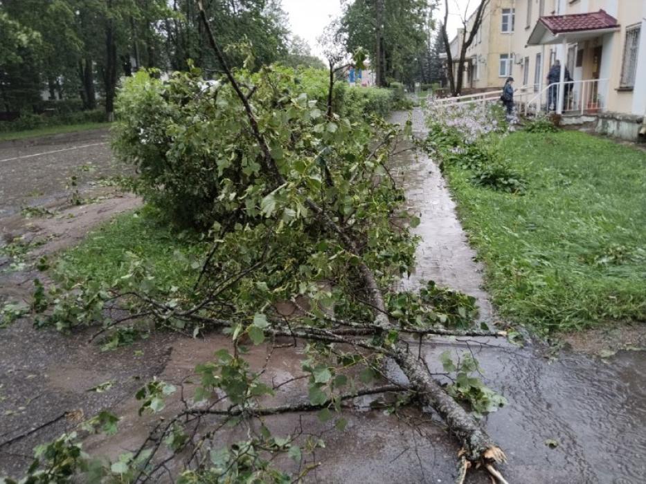 Поваленные деревья