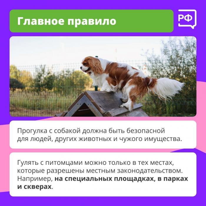 Главное правило при прогулке с собакой назвали специалисты
