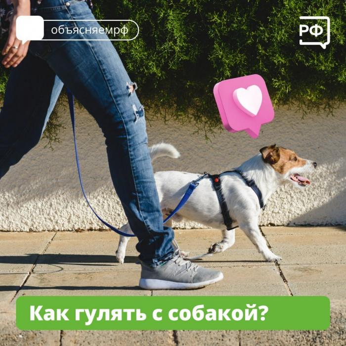 Главное правило при прогулке с собакой назвали специалисты