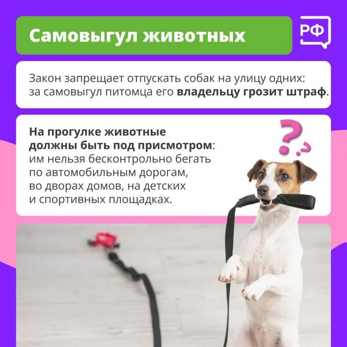 Главное правило при прогулке с собакой назвали специалисты