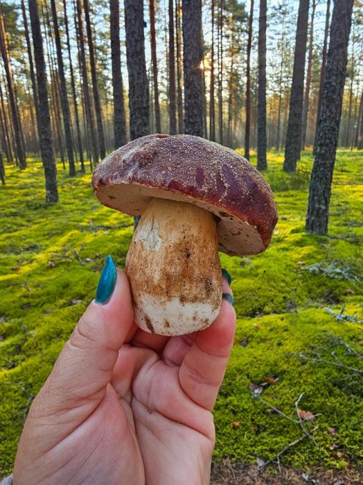 Лес радует разнообразием