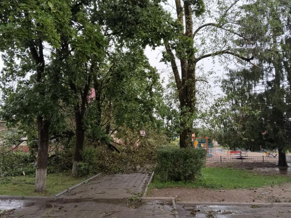 Поваленные деревья