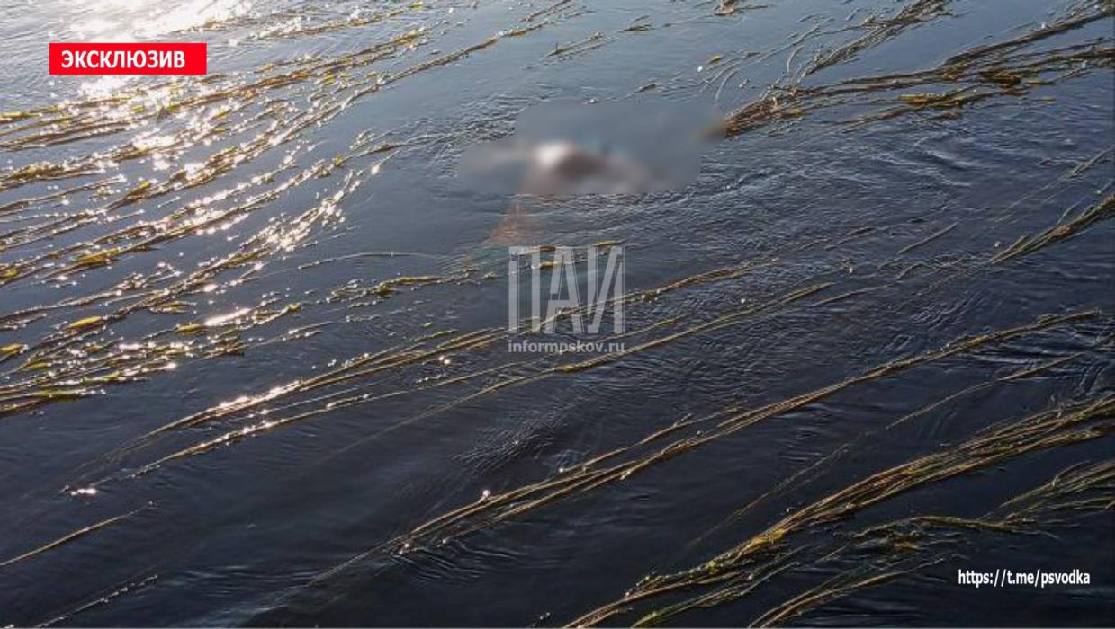 ​В реке Великой в Опочке обнаружено тело утонувшей женщины