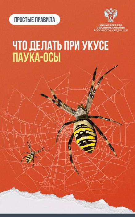 Атака паука осы