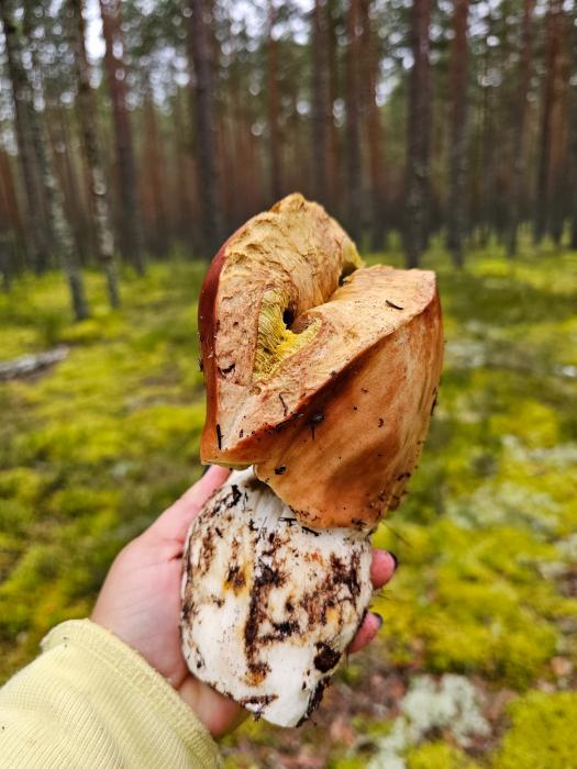 Тихая охота в Гдовском районе