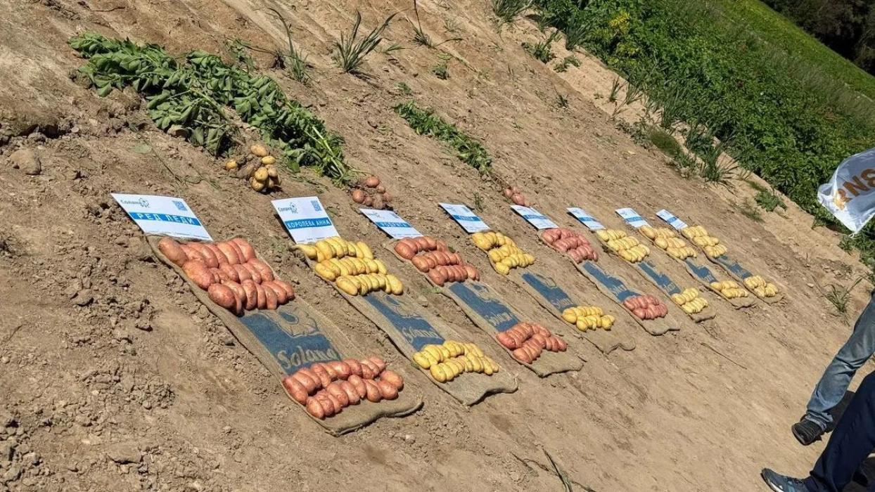 День картофельного поля Псковской области 