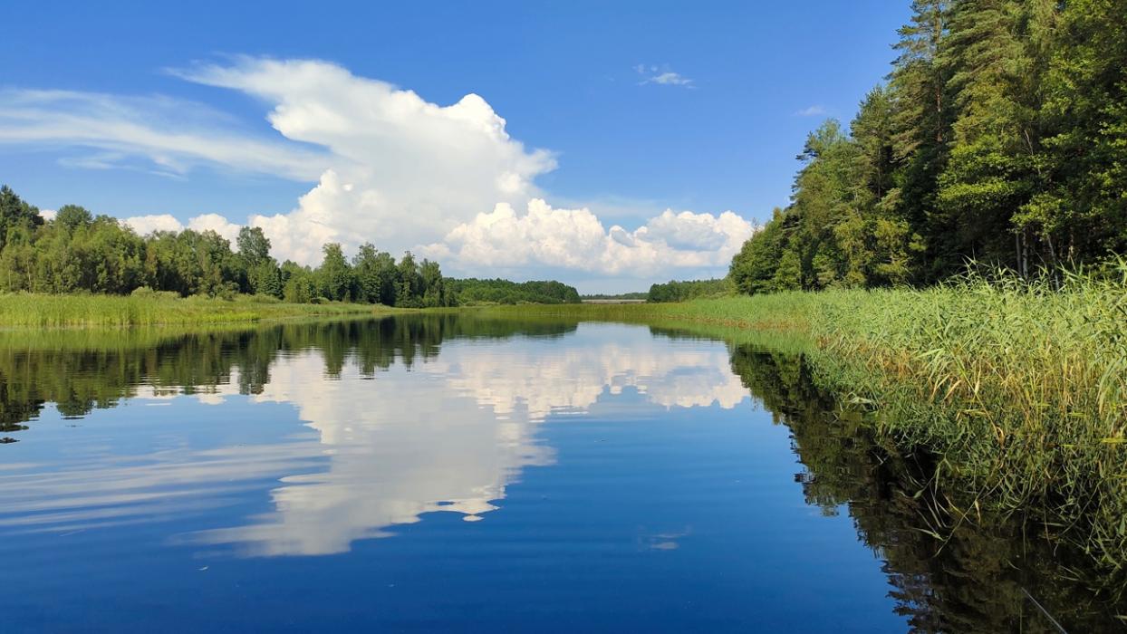 По реке Желча. Гдовский район 