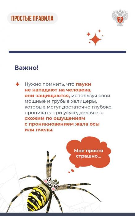 Атака паука осы