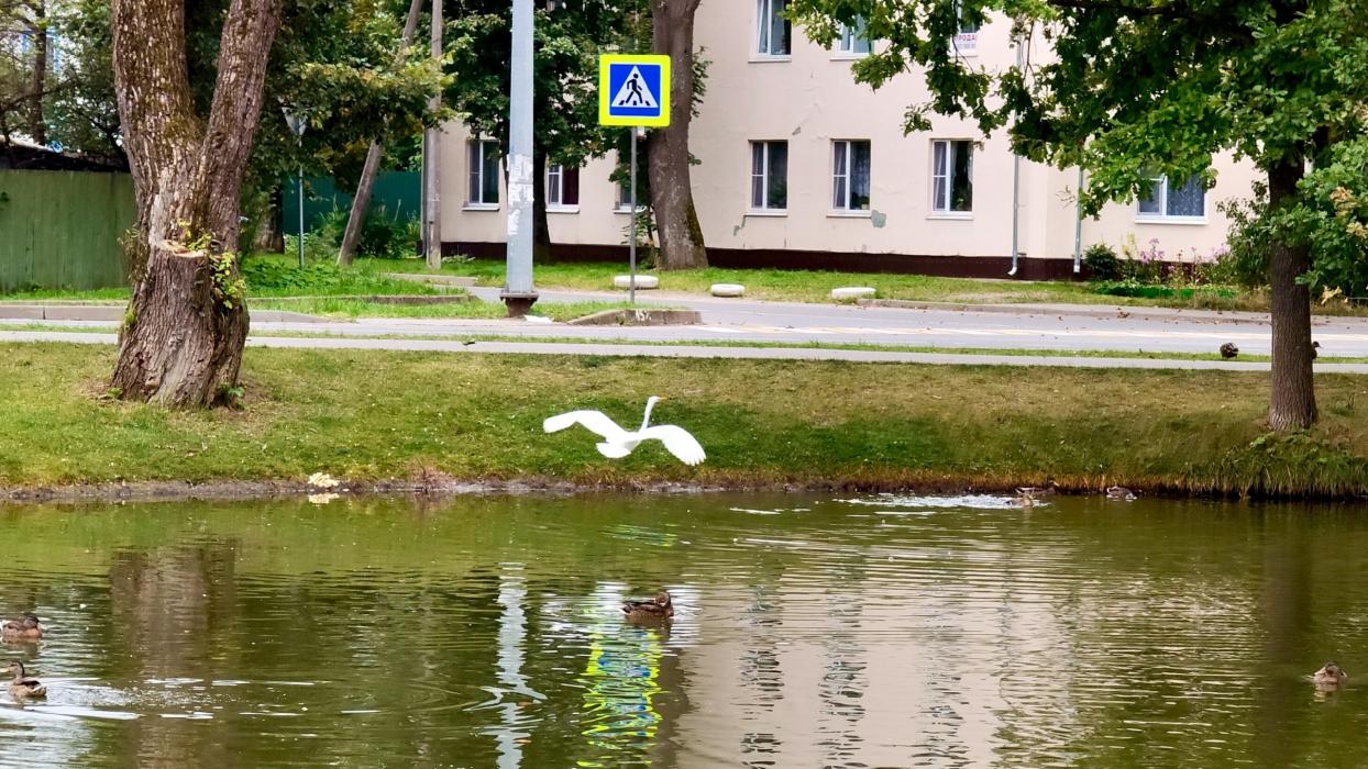 Белая цапля поселилась в Печорах