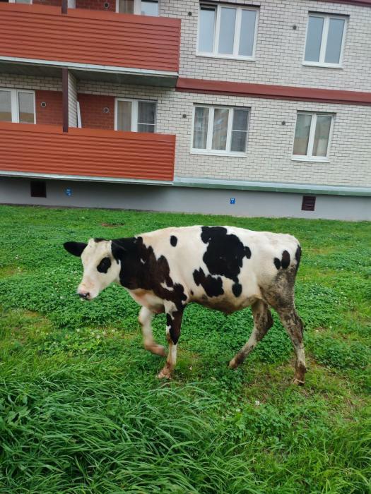 Телёнок на выгуле 