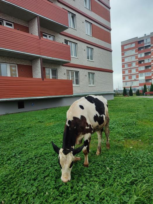 Телёнок на выгуле 