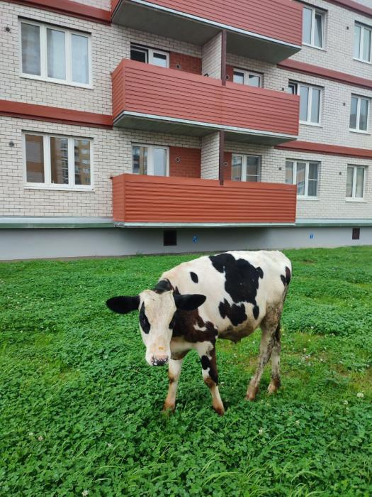 Телёнок на выгуле 