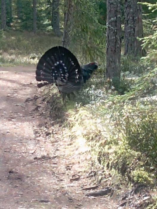 Редкая встреча в лесу Псковской области