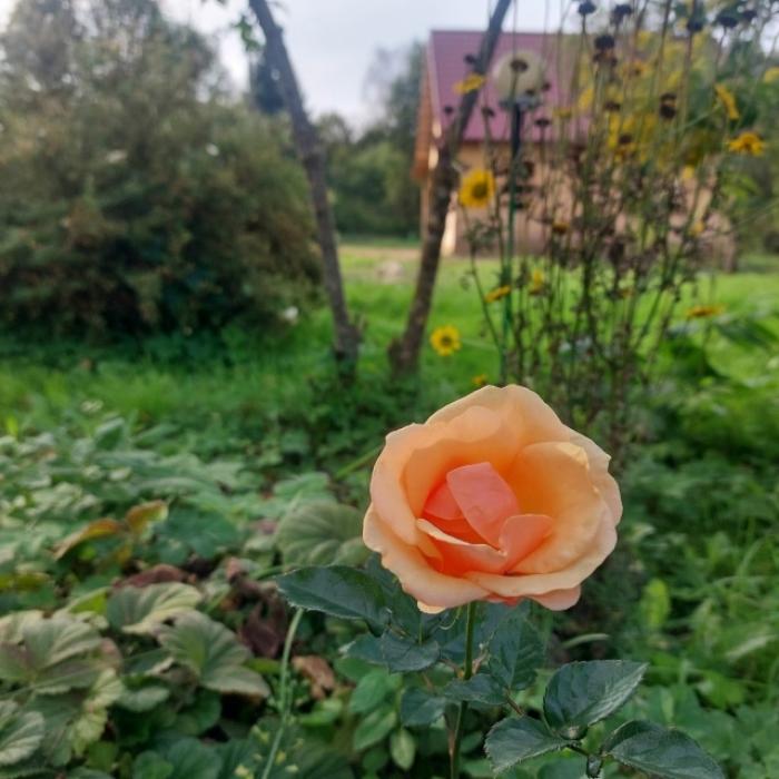 Чайные красавицы 