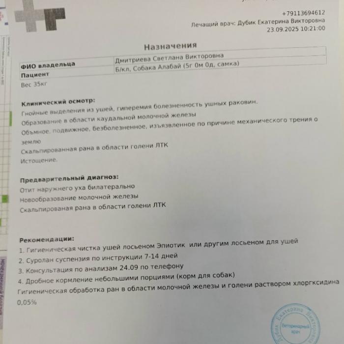 Истощённый алабай