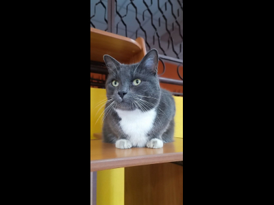 Кот Тимоша – символ УИК № 248