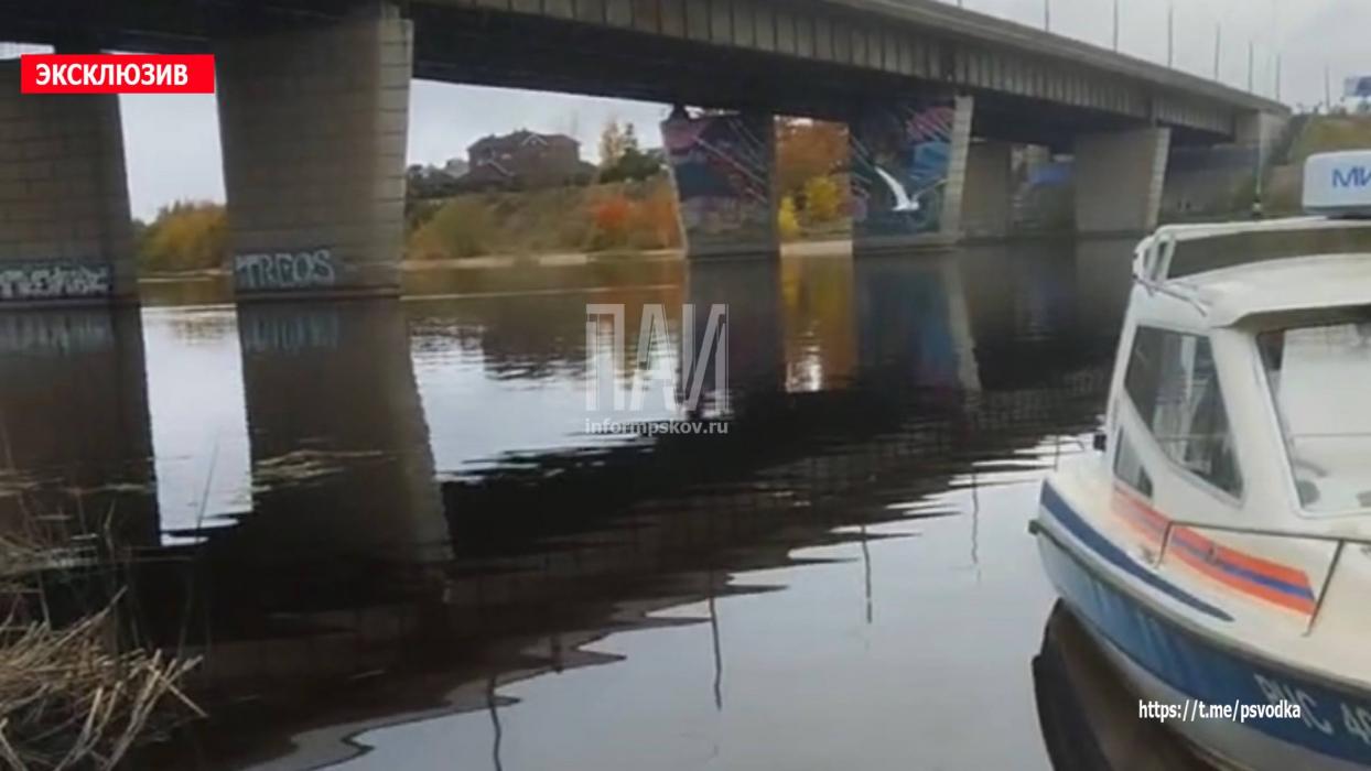 Спасение чайки в Пскове 