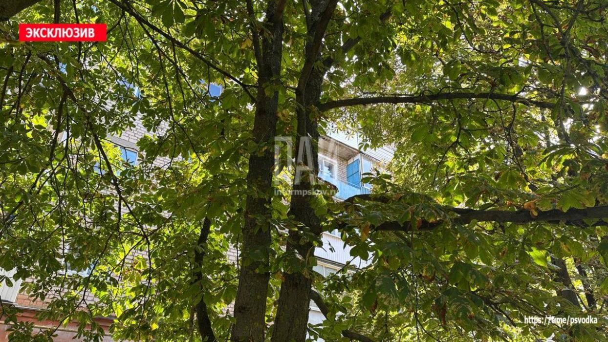 Мальчик сломал ногу, упав с дерева в Великих Луках