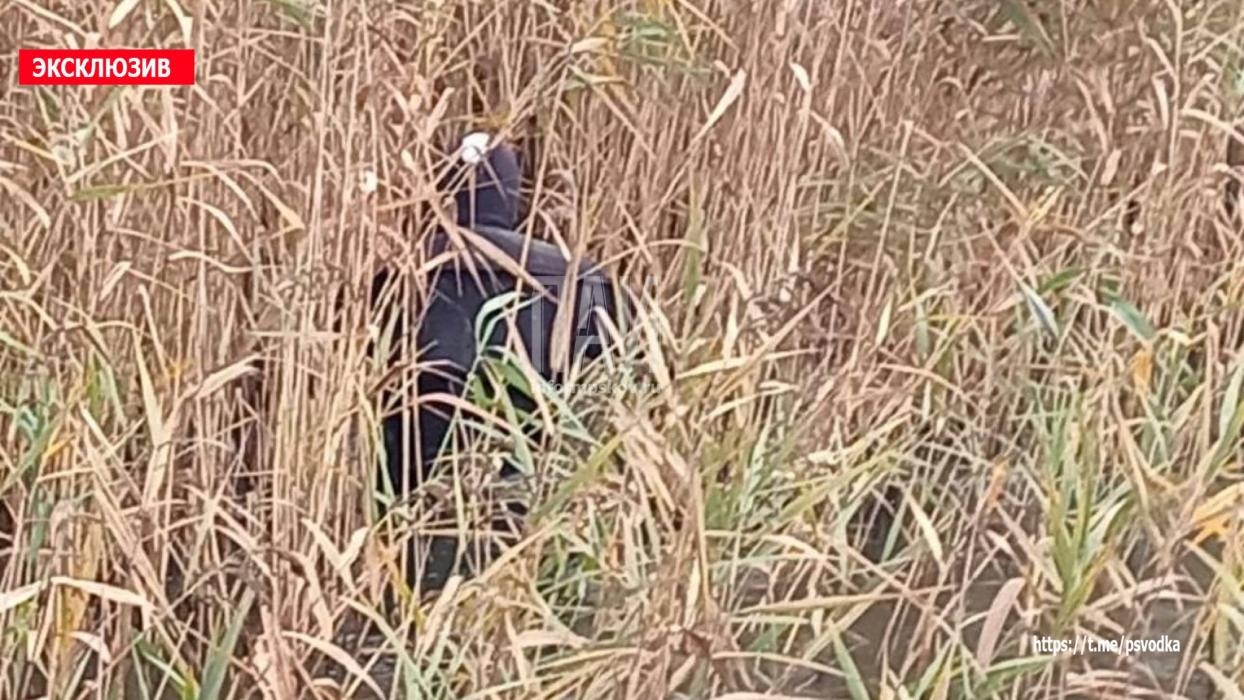Спасатели достали тело мужчины из озера в Великолукском районе