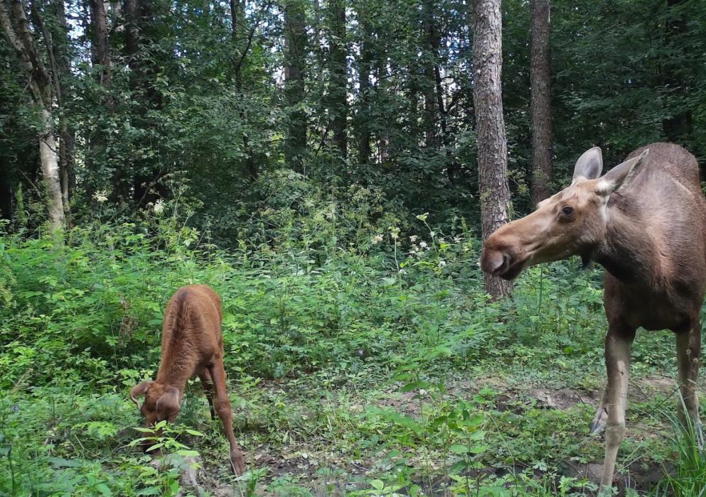 Фотоловушка запечатлела лосиху и лосёнка
