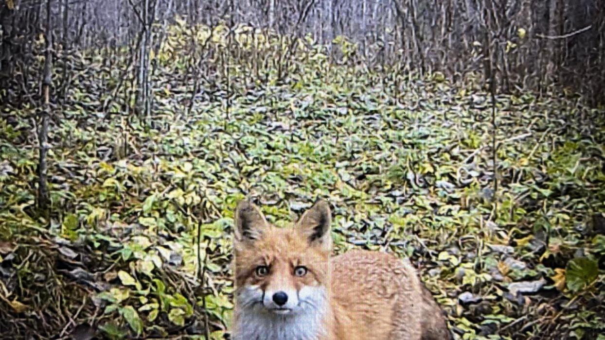 Животные попали в фотоловушку