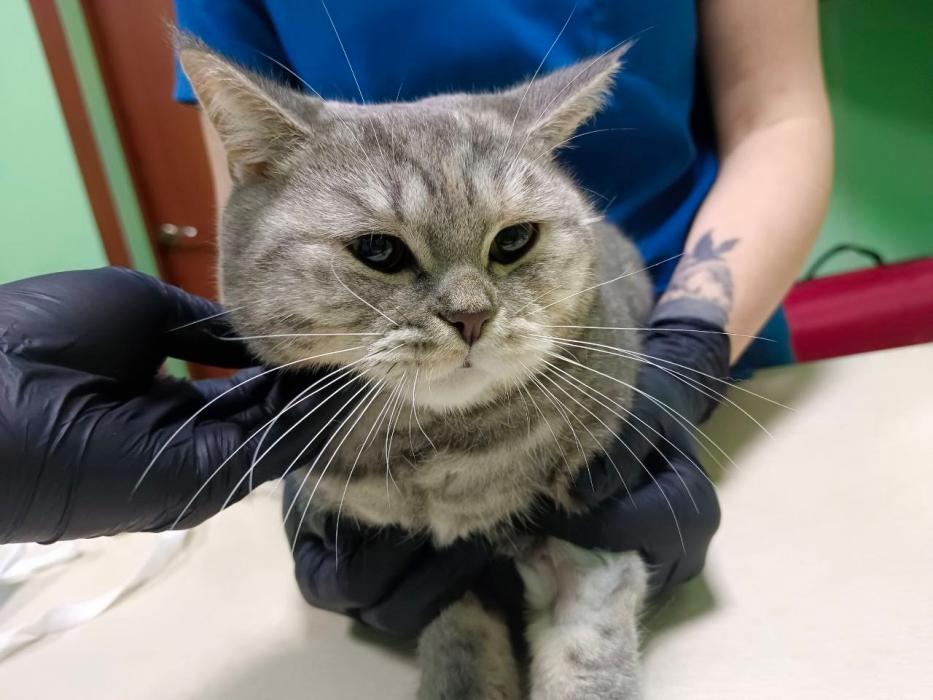 Кошка Плюша