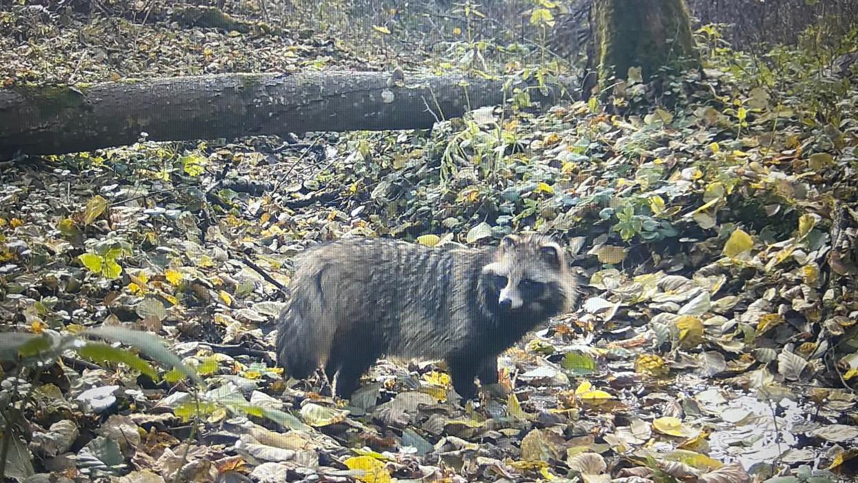 Животные попали в фотоловушку