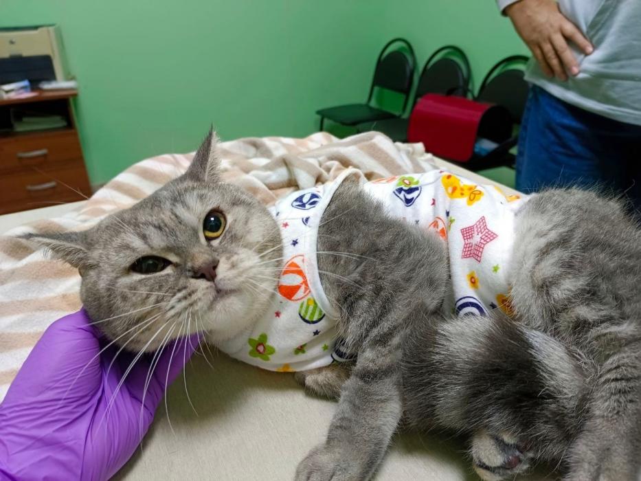 Кошка Плюша