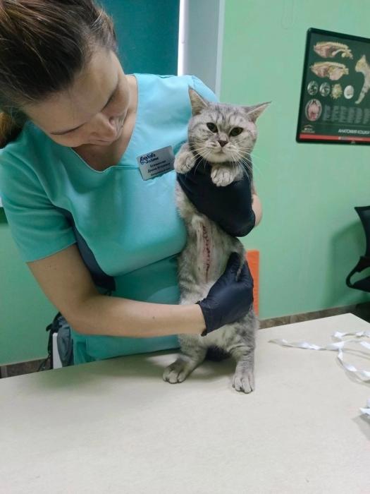 Кошка Плюша