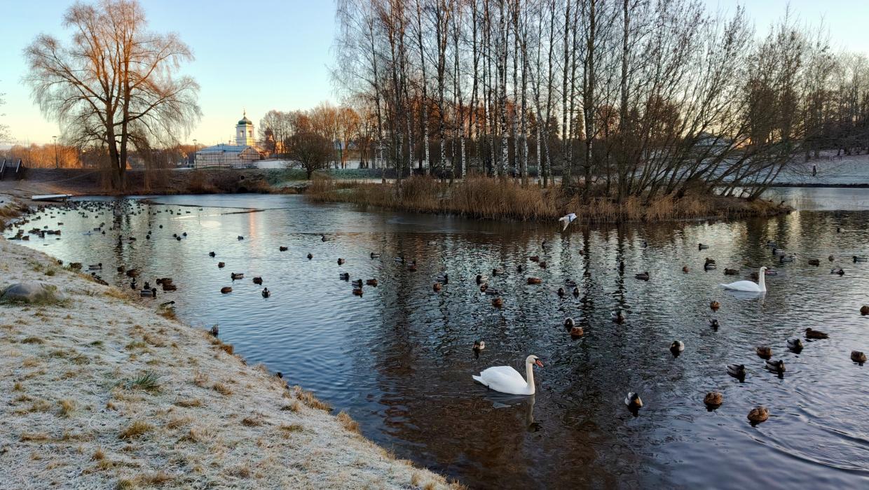 Лебеди в дендропарке Пскова