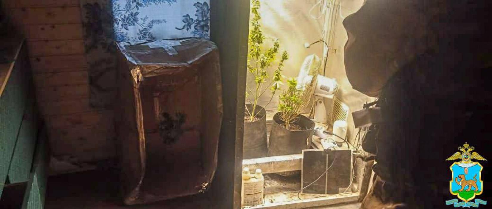 В Псковской области пресекли выращивание наркотических растений