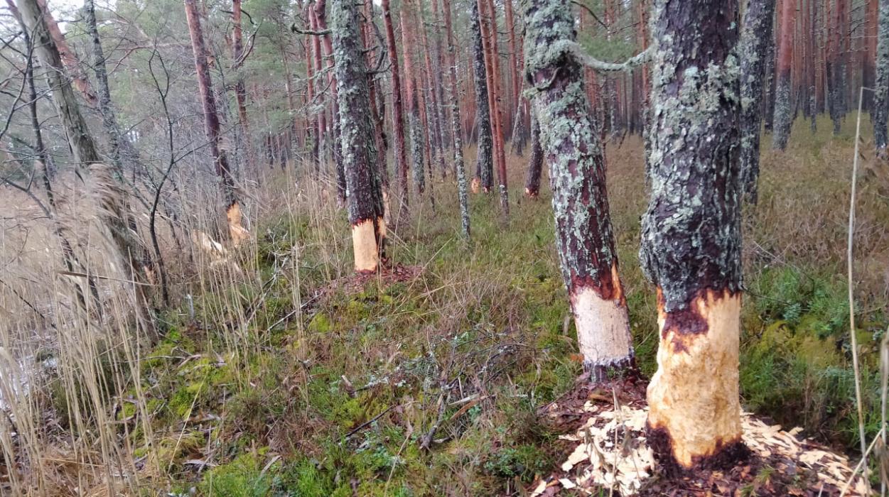 21 декабря 2025 года. Берег лесного озера в Гдовском районе. Я насчитал более полусотни свеженадгрызённых и свежеповаленных сосен