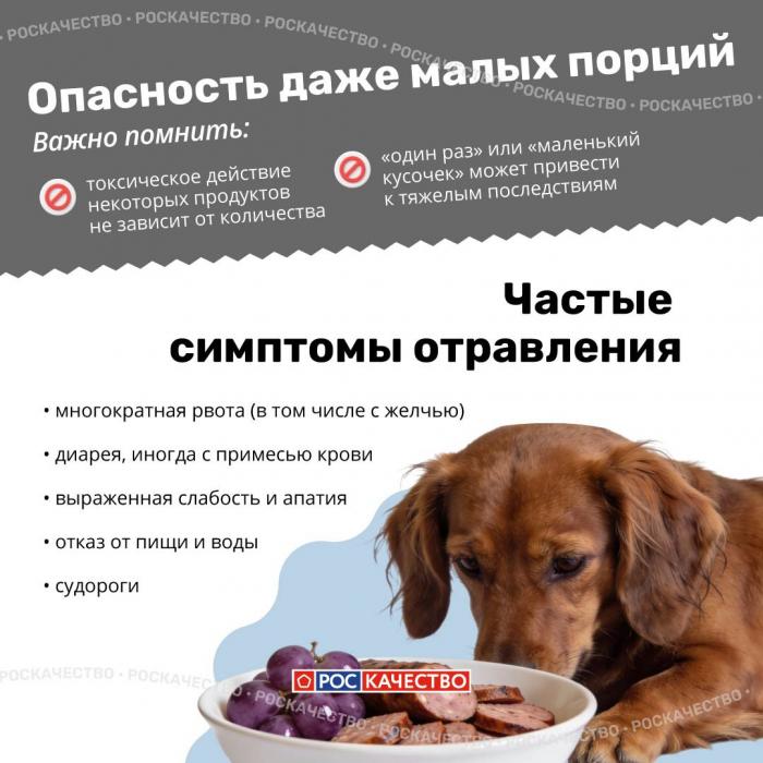 Чем нельзя угощать животных: список опасных продуктов