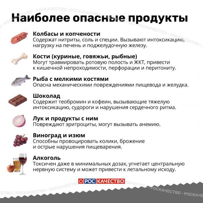 Чем нельзя угощать животных: список опасных продуктов