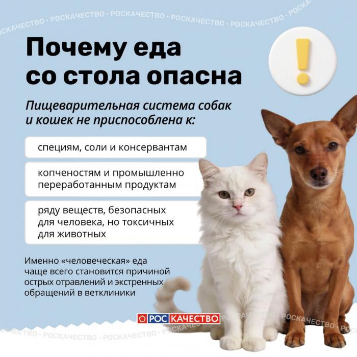 Чем нельзя угощать животных: список опасных продуктов
