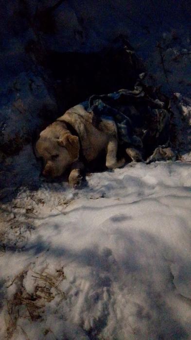 Найденная в деревне Голубово собака 